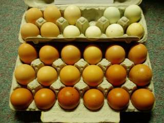 15601_ffa_hatching_eggs_054.jpg