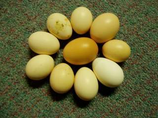 15601_ffa_hatching_eggs_060.jpg