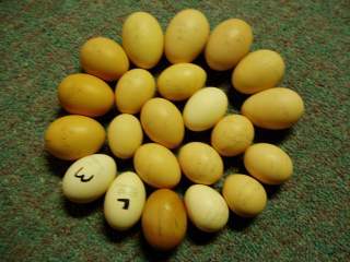 15601_ffa_hatching_eggs_061.jpg
