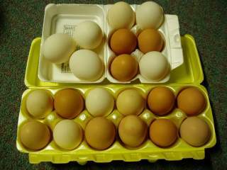 15601_ffa_hatching_eggs_063.jpg