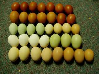 15601_ffa_hatching_eggs_065.jpg