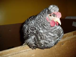 15601_ffa_hatching_eggs_095.jpg