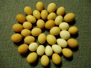 15601_ffa_hatching_eggs_133.jpg