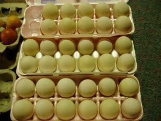 15601_ffa_hatching_eggs_139.jpg