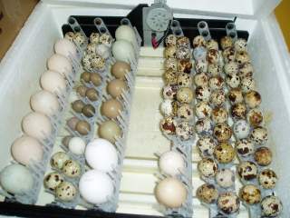 15601_ffa_hatching_eggs_bator1.jpg