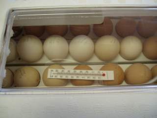 15601_ffa_hatching_eggs_bator2.jpg