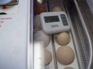 15601_ffa_hatching_eggs_bator3.jpg
