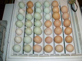15601_ffa_hatching_eggs_bator4.jpg