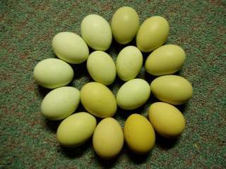 15601_ffa_hatching_eggs_bloomnbeauty.jpg