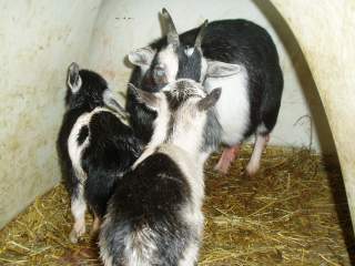 15601_new_goats_027.jpg