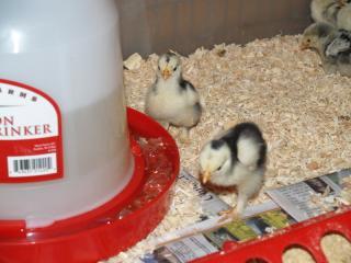 1560_chicks.jpg