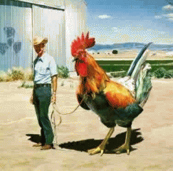 15615_big_rooster-376x370.png