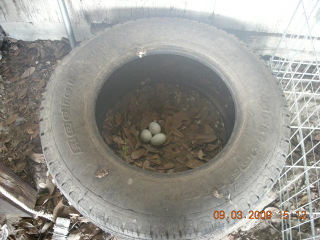 15626_dscn1922.jpg