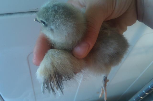 15626_fluffy_f2.jpg