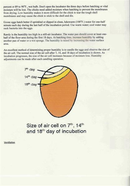 15635_egg_chart_medium.jpg