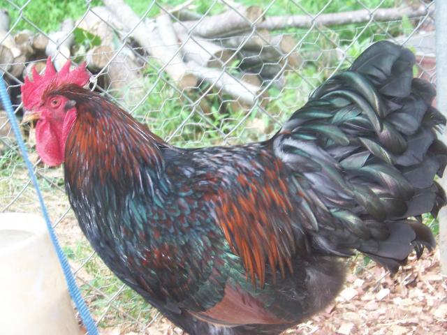 15667_barnevelders2_002.jpg