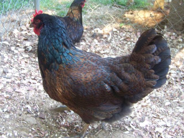 15667_barnevelders2_004.jpg