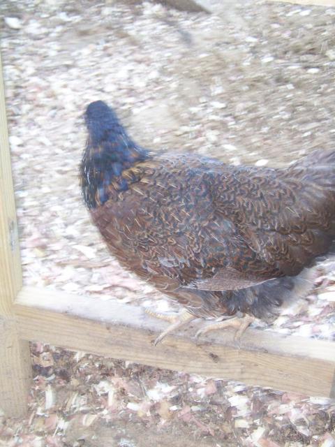 15667_barnevelders2_005.jpg