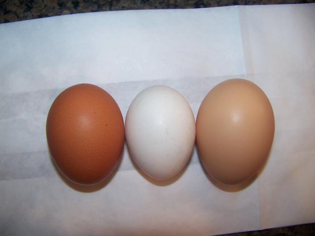 15667_barnevelders2_006.jpg