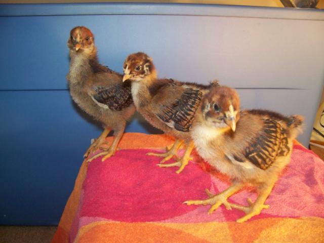 15667_barnevelders2_007.jpg