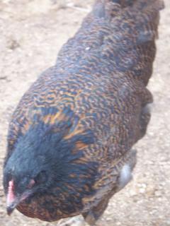 15667_barnevelders_001.jpg