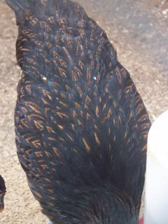 15667_barnevelders_002.jpg