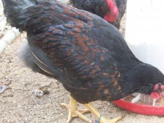 15667_barnevelders_004.jpg
