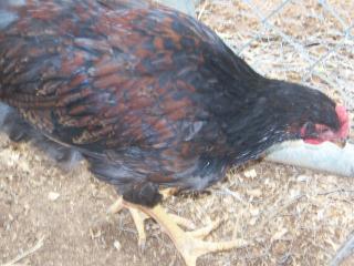15667_barnevelders_005.jpg