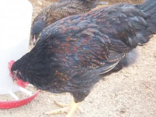 15667_barnevelders_006.jpg