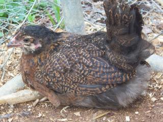 15667_barnevelders_008.jpg