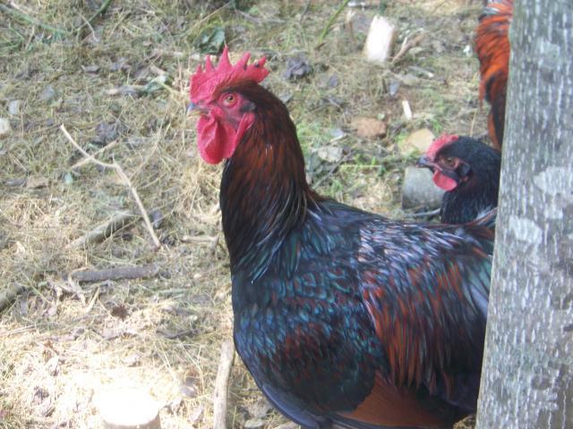 15667_chickens_002.jpg