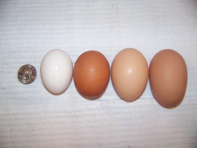 15667_eggs_001.jpg