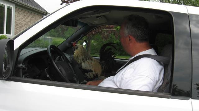 1567_the_man_his_truck_and_his_rooster.jpg