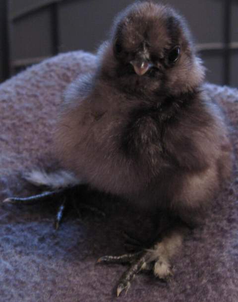 15680_blue_silkie.jpg