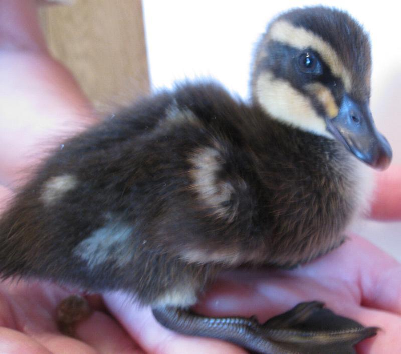 15680_duckling3.jpg