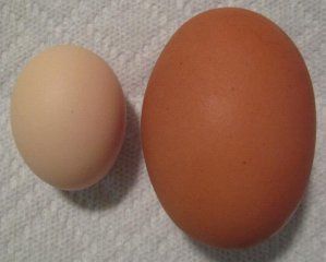 15680_eggs2.jpg