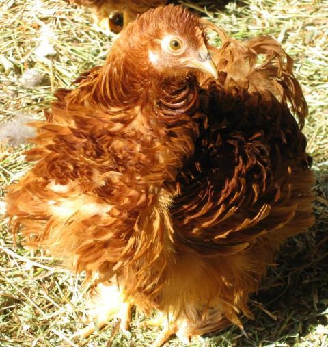 15680_frizzle01.jpg