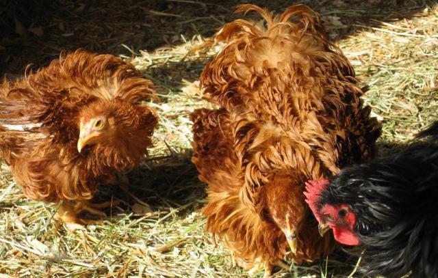 15680_frizzle03.jpg