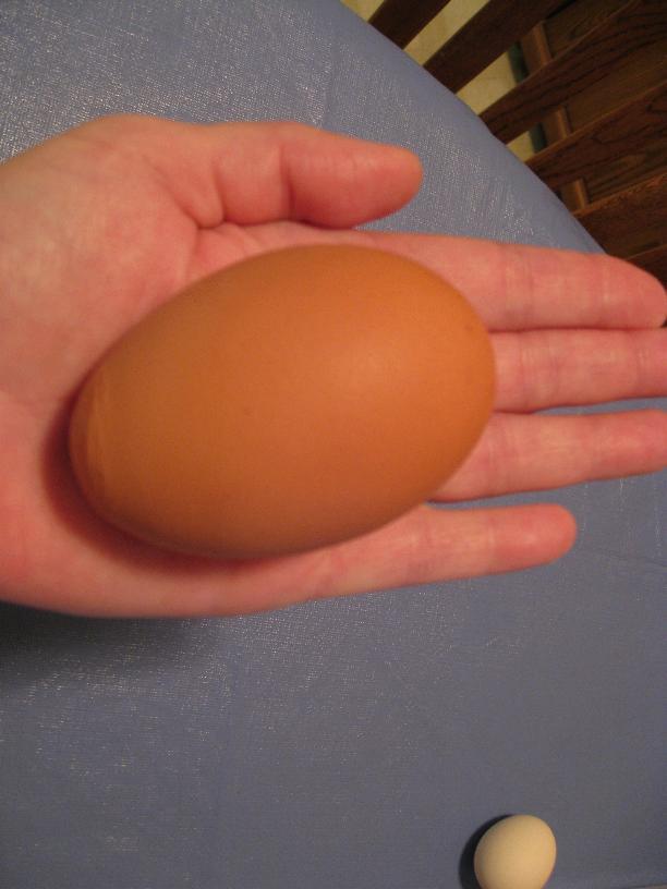 15680_huge_egg.jpg