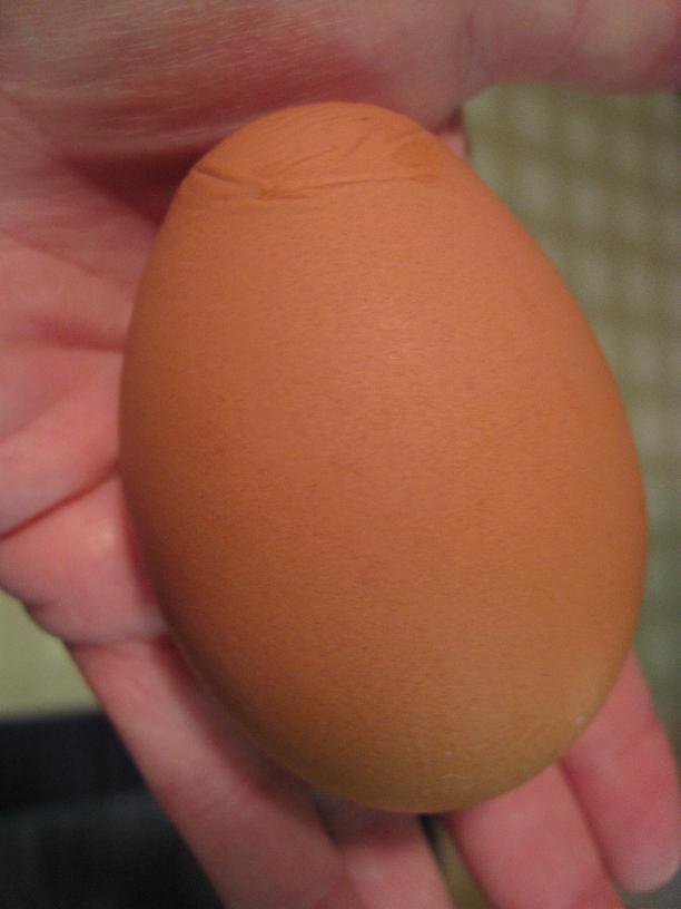 15680_huge_egg_2.jpg