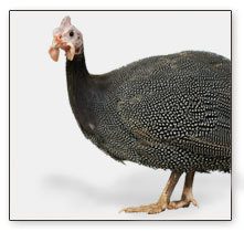 15713_guinea_hen1.jpg