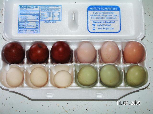 1571_eggs_015.jpg