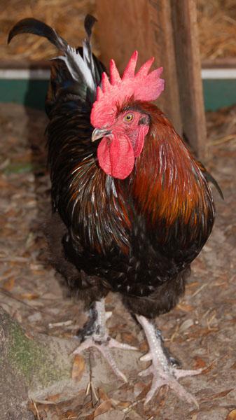 15726_bcm-cock.jpg