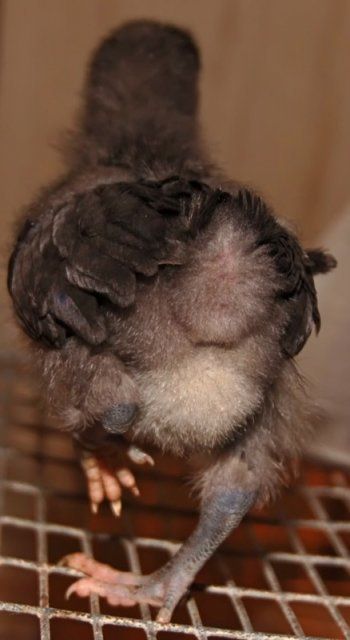 15726_bcm_fluffy_butt.jpg