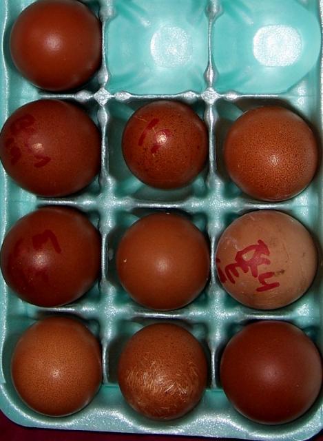 15726_marans-eggs-mix-10-21-09.jpg