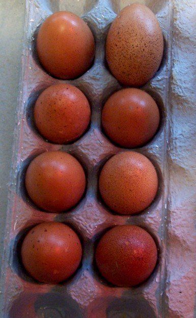 15726_peachic_bcm_eggs_arrive.jpg