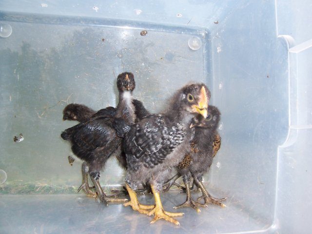 15749_chickens_004.jpg