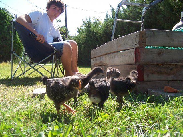 15749_chickens_008.jpg