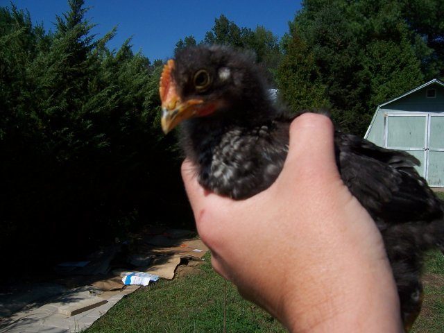 15749_chickens_010.jpg