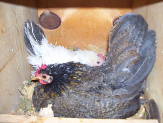 15765_5_chicks_005.jpg